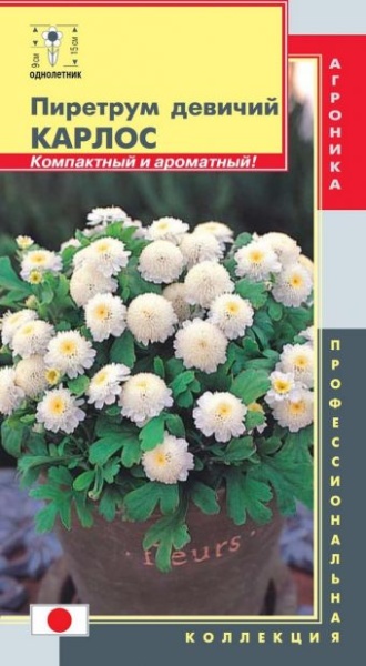 Пиретрум девичий Карлос/ Плазма/