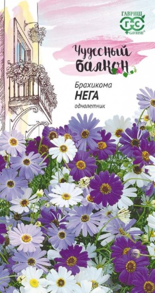 Брахикома Нега иберисолистная  /Гавриш/