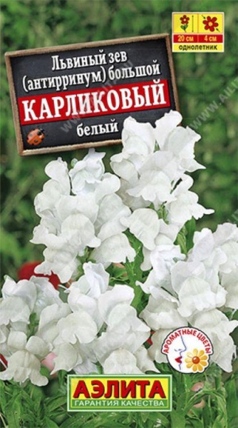 Львиный зев карликовый белый /Аэлита/ 10шт/ h-25см d-4см