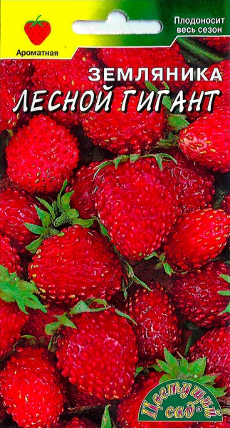 Земляника Лесной гигант /Цвет Сад/