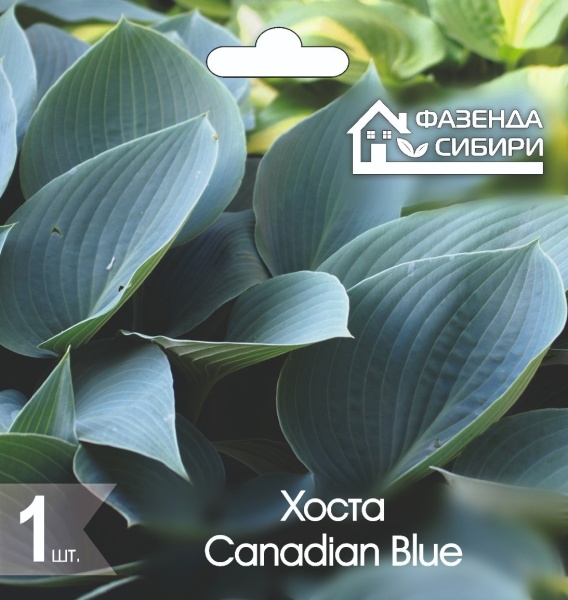 Хоста Канадиан Блу/Canadian Blue (1шт) Фазенда Сибири