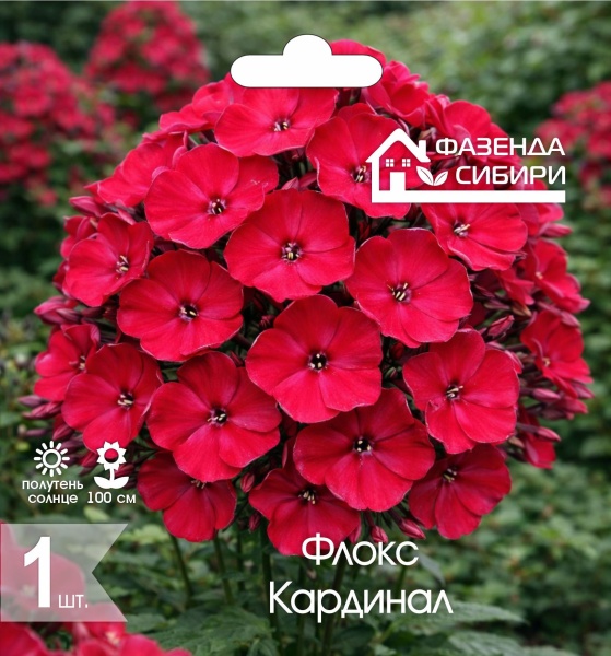 Флокс Кардинал (1шт) Фазенда Сибири