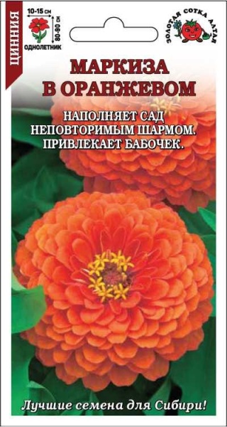 Цинния Маркиза в Оранжевом /Сотка/ 0,2г/ h-90см, d-15см / *1000