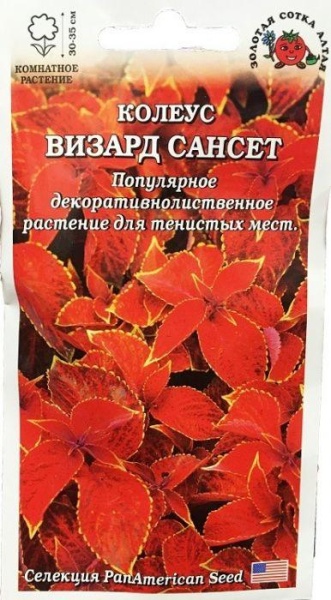 Ком: Колеус Визард Сансет /Сотка/ 10шт/ h-35cм PanAm/*350