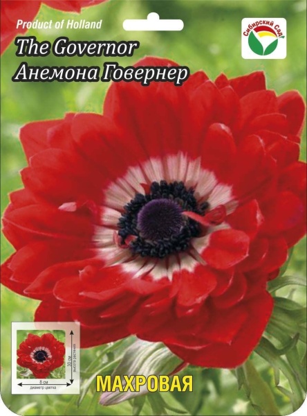 Анемона Говернер 5/6 15шт (Сиб сад)