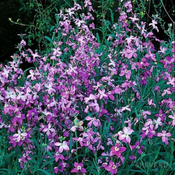 Маттиола Вечерний аромат Двурогая /Сотка/ 0,3г/ h-35-50см d-2см/*1800