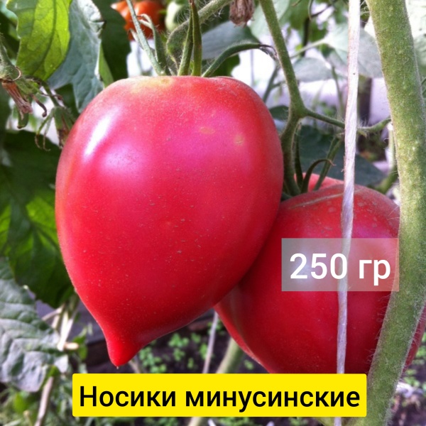 Томат Носики минусин­ские