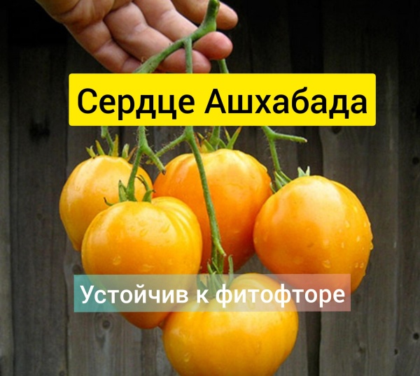 Томат Сердце Ашхабада