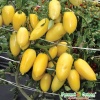 Томат Московский деликатес сливочный F1 (Вкуснятина)  10шт(НК