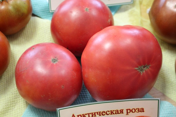 Томат Арктическая роза серия Гномы/от частного селекционера/