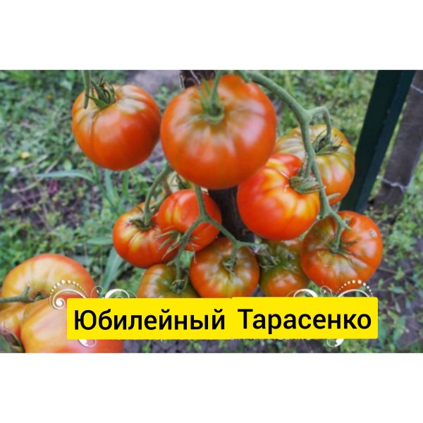 Томат Юбилейный Тарасенко