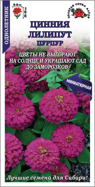 Цинния Лилипут Пурпур /Сотка/ 0,2г/ h 25-35 см d-6-8 см /*1000