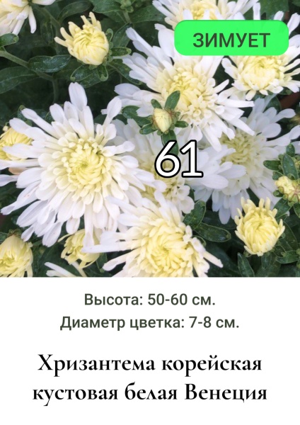 Хризантема корейская белая Венеция 61