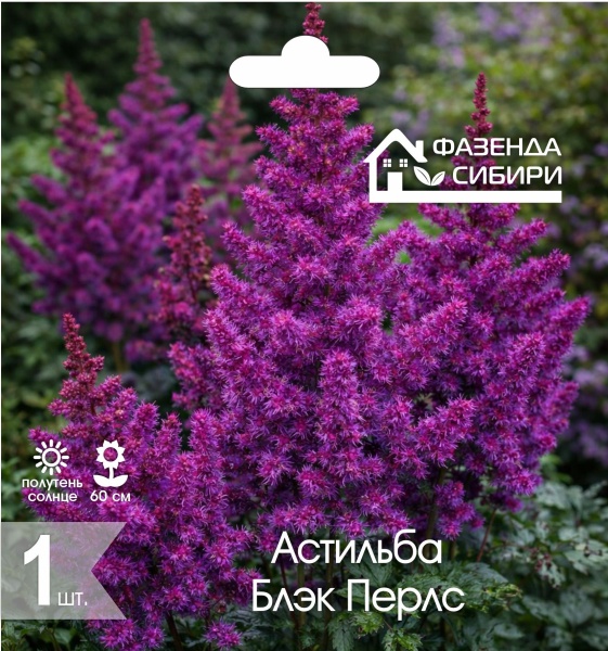 Астильба Блэк Перлс (1шт) Фазенда Сибири