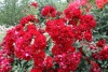 Роза Лейпциг /Мускусная/