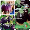  Огурец Директор F1 /Сотка/ 5шт/ партен. раннесп.Nuhnems фото в интернет-магазине Фермер