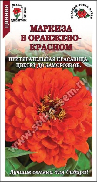 Цинния Маркиза в Оранжево-красном /Сотка / 0,2г/ h-80см d-14см /*1000