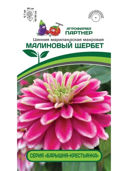 Цинния МАЛИНОВЫИ ЩЕРБЕТ / мариландская махровая л(5шт)