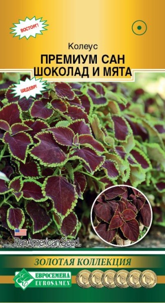 Колеус Блюме Шоколад и Мята (3др) Евросемена