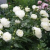 Пион Дюшес де Немур/Duchesse de Nemours 2/3 (1шт)