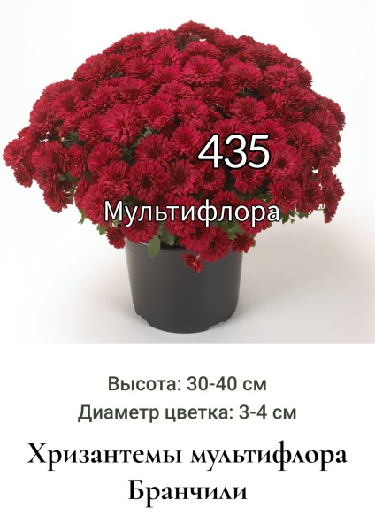 Хризантема мультифлора Бранчили