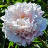  Пион Гардения/Gardenia 2/3 1шт фото в интернет-магазине Фермер