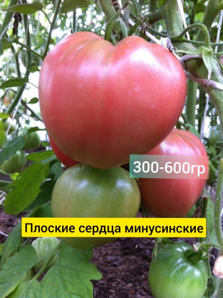 Томат Плоские сердца минусинские