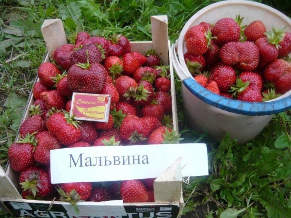 Клубника Мальвина /поздняя/