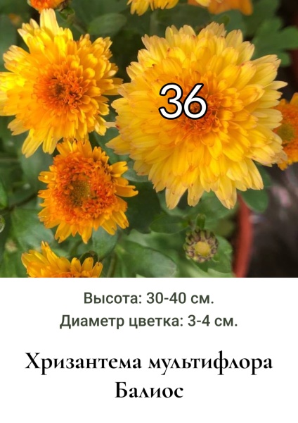 Хризантема мультифлора Балнос