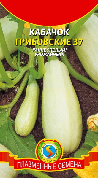 Кабачок Грибовские 37