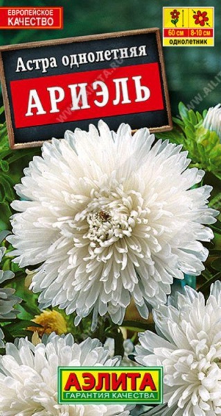 Астра Ариэль /Аэлита/ 0,2г/ белая хризант.h-60см d-8-10см
