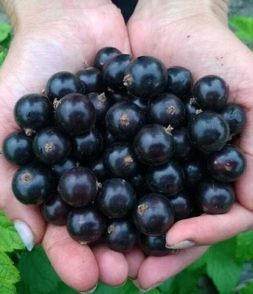 Смородина Селеченская-3 черная (коробка) 1шт (Сиб Сад)