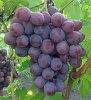 Виноград Заря Несветая (сверхран, овал, т-красн,10-12г, 600-1000г)