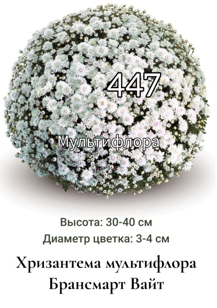 Хризантема мультифлора Брансмарт Вайт