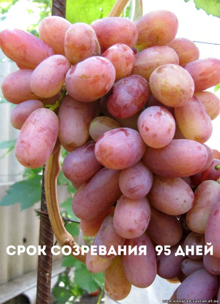 Виноград Юлиан  / сверх/ранн. овал. розово-желтый