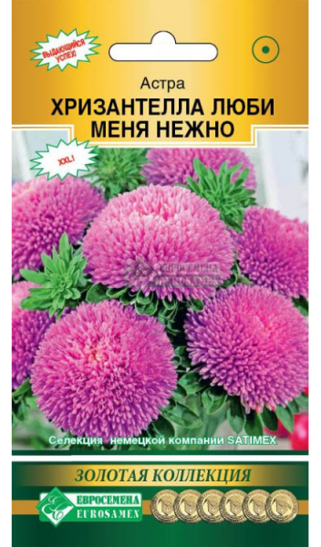 Астра ХРИЗАНТЕЛЛА Люби меня Нежно (5шт) Евросемена